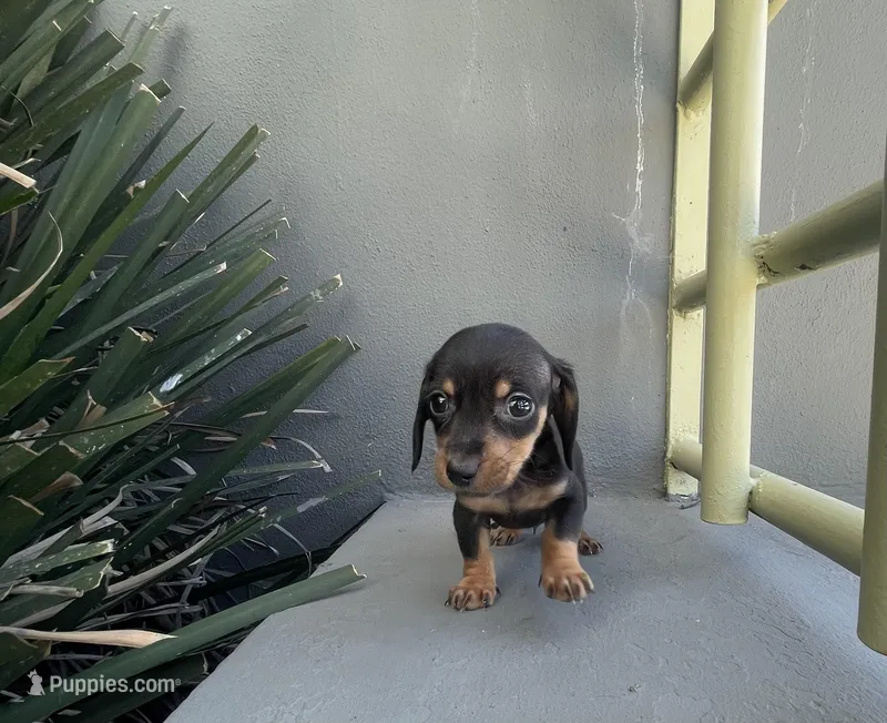Weenie, a male Miniature Dachshund for sale in Oceanside, CA – Photo 1 of 4