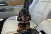 King, a male Miniature Dachshund for sale in Oceanside, CA – Photo 5 of 5