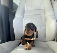 King, a male Miniature Dachshund for sale in Oceanside, CA – Photo 1 of 5