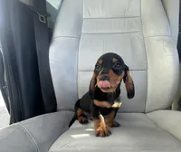 King, a male Miniature Dachshund for sale in Oceanside, CA – Photo 2 of 5