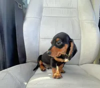 King, a male Miniature Dachshund for sale in Oceanside, CA – Photo 3 of 5