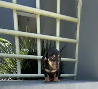 Sam, a male Miniature Dachshund for sale in Oceanside, CA – 4 of 4