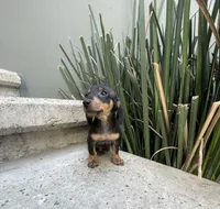 Archie, a male Miniature Dachshund for sale in Oceanside, CA – Photo 3 of 4