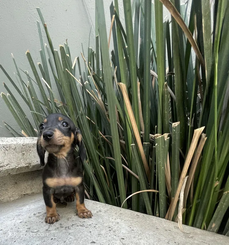 Archie, a male Miniature Dachshund for sale in Oceanside, CA – Photo 1 of 4