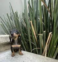 Archie, a male Miniature Dachshund for sale in Oceanside, CA – Photo 1 of 4