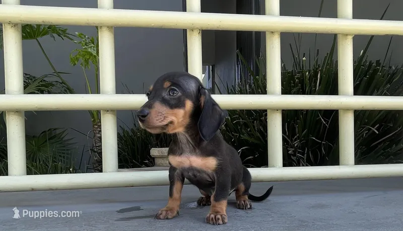 Archie – Miniature Dachshund puppy for sale in Oceanside, CA