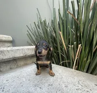 Archie, a male Miniature Dachshund for sale in Oceanside, CA – Photo 2 of 4