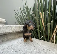 Archie, a male Miniature Dachshund for sale in Oceanside, CA – Photo 4 of 4