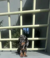 Manuel, a male Miniature Dachshund for sale in Oceanside, CA – 4 of 5