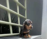 Bruno, a male Miniature Dachshund for sale in Oceanside, CA – 4 of 5
