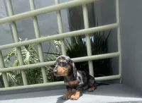 Bruno, a male Miniature Dachshund for sale in Oceanside, CA – 3 of 5