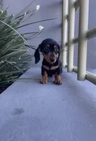 Charlie, a male Miniature Dachshund for sale in Oceanside, CA – 4 of 4
