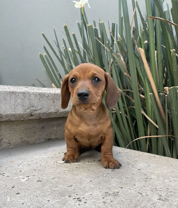 Bruno – Miniature Dachshund puppy for sale in Oceanside, CA