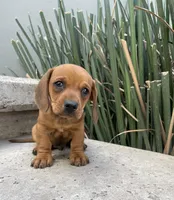 Bruno, a male Miniature Dachshund for sale in Oceanside, CA – Photo 3 of 4