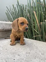 Bruno, a male Miniature Dachshund for sale in Oceanside, CA – Photo 4 of 4