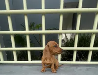 Canela, a female Miniature Dachshund for sale in Oceanside, CA – 3 of 4