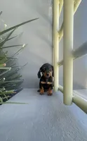 Max, a male Miniature Dachshund for sale in Oceanside, CA – 3 of 4