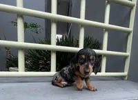 Samuel, a male Miniature Dachshund for sale in Oceanside, CA – 4 of 5