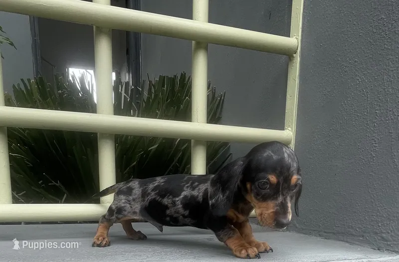 Oscar – Miniature Dachshund puppy for sale in Oceanside, CA