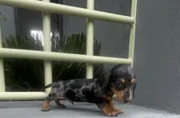 Oscar, a male Miniature Dachshund for sale in Oceanside, CA – 2 of 4