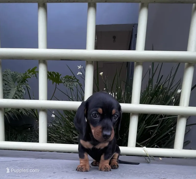 Stella – Miniature Dachshund puppy for sale in Oceanside, CA