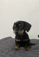 Woody, a male Miniature Dachshund for sale in Oceanside, CA – Photo 3 of 4