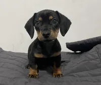 Woody, a male Miniature Dachshund for sale in Oceanside, CA – Photo 2 of 4