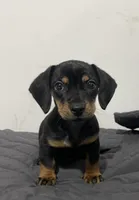 Woody, a male Miniature Dachshund for sale in Oceanside, CA – Photo 4 of 4