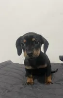 Woody, a male Miniature Dachshund for sale in Oceanside, CA – Photo 1 of 4