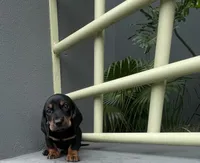 Gael, a male Miniature Dachshund for sale in Oceanside, CA – 1 of 4