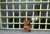 Canela, a female Miniature Dachshund for sale in Oceanside, CA – 4 of 4