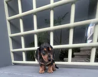 Archie, a male Miniature Dachshund for sale in Oceanside, CA – 2 of 6