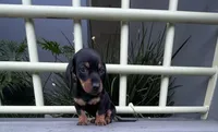 Stella, a female Miniature Dachshund for sale in Oceanside, CA – 3 of 5