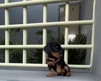 Romina, a female Miniature Dachshund for sale in Oceanside, CA – 4 of 5