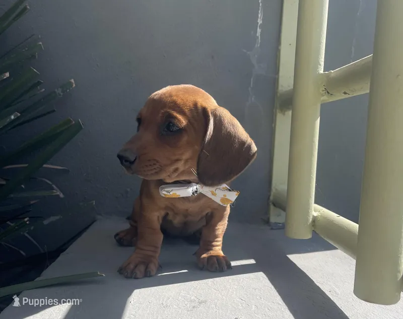 Betty – Miniature Dachshund puppy for sale in Oceanside, CA