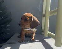 Betty, a female Miniature Dachshund for sale in Oceanside, CA – Photo 1 of 3