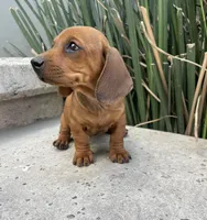 Betty, a female Miniature Dachshund for sale in Oceanside, CA – Photo 3 of 3