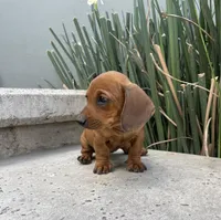Betty, a female Miniature Dachshund for sale in Oceanside, CA – Photo 2 of 3