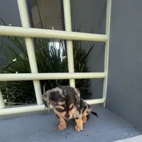 Catalina, a female Miniature Dachshund for sale in Oceanside, CA – 4 of 6