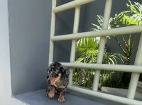 Dobby, a male Miniature Dachshund for sale in Oceanside, CA – 6 of 7