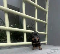 Dexter, a male Miniature Dachshund for sale in Oceanside, CA – Photo 2 of 5