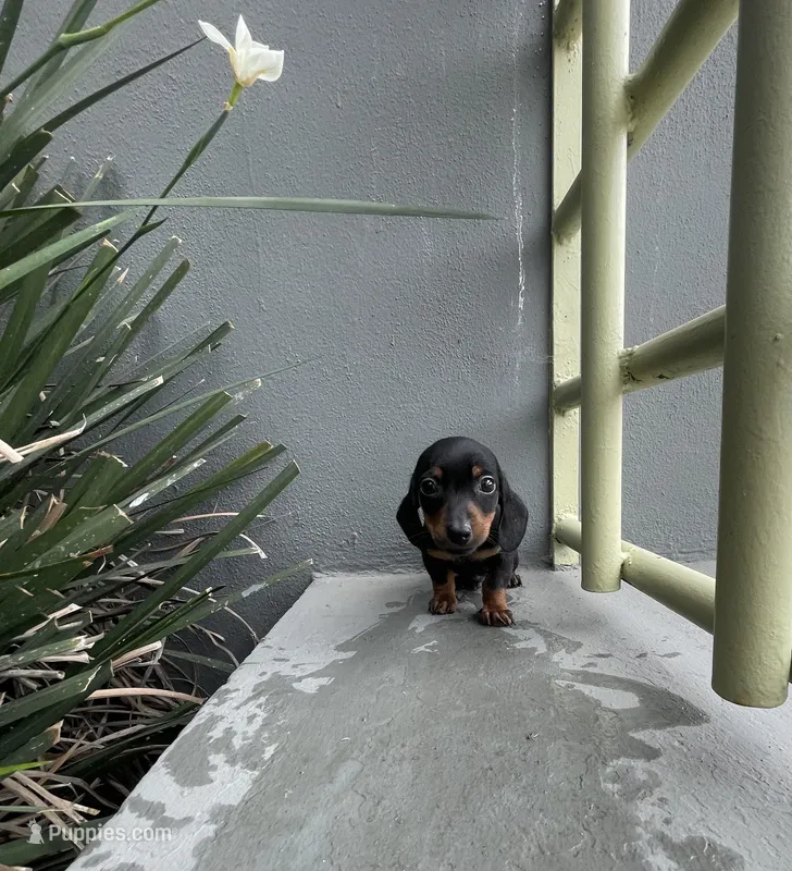 Dexter – Miniature Dachshund puppy for sale in Oceanside, CA