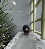 Dexter, a male Miniature Dachshund for sale in Oceanside, CA – Photo 1 of 5