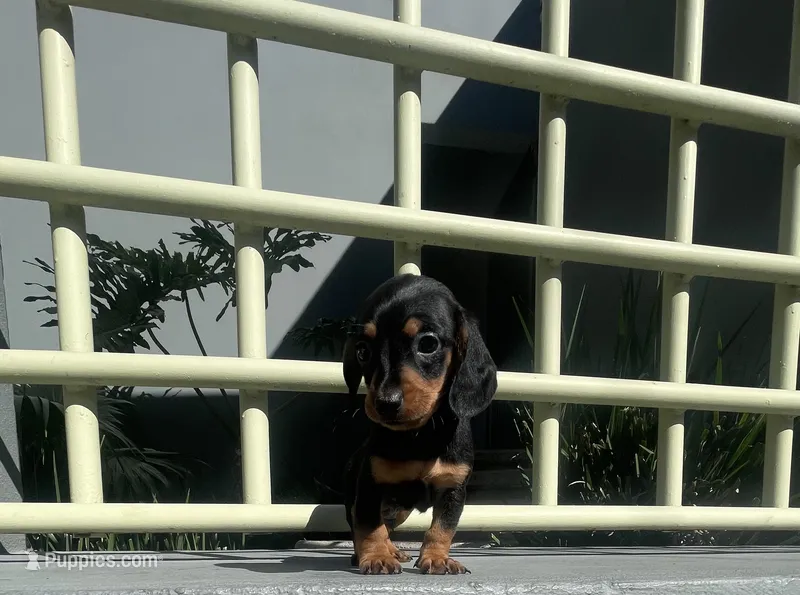 Oliver – Miniature Dachshund puppy for sale in Oceanside, CA