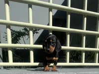 Oliver, a male Miniature Dachshund for sale in Oceanside, CA – 1 of 3