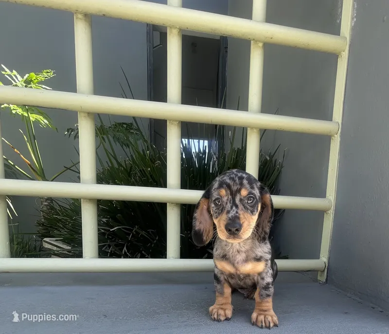 Willy – Miniature Dachshund puppy for sale in Oceanside, CA