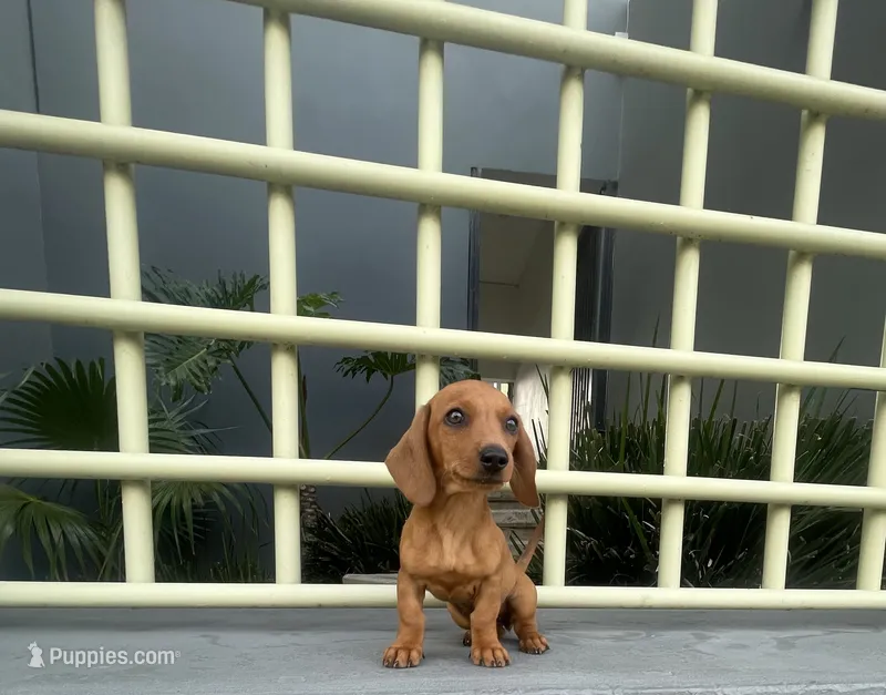 Canela – Miniature Dachshund puppy for sale in Oceanside, CA