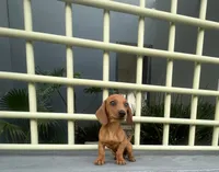 Canela, a female Miniature Dachshund for sale in Oceanside, CA – 1 of 4