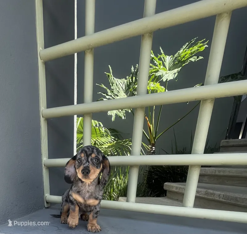Dobby – Miniature Dachshund puppy for sale in Oceanside, CA