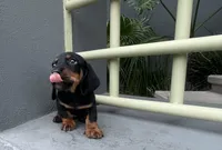 Gael, a male Miniature Dachshund for sale in Oceanside, CA – 4 of 4